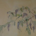 decors-dessin glycine